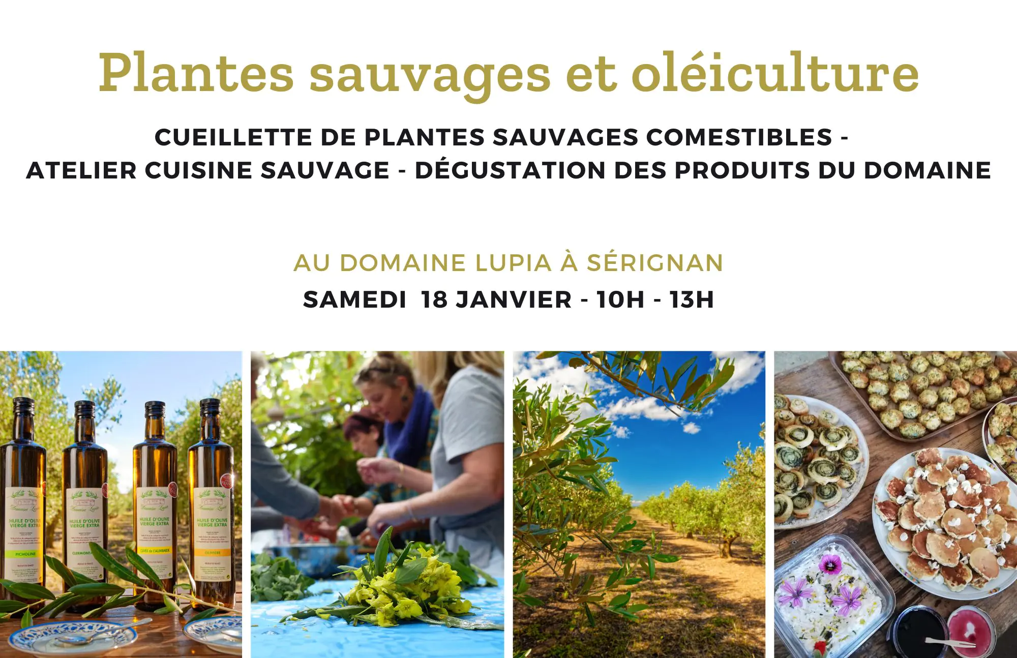 CUEILLETTE PLANTES SAUVAGES ET OLÉICULTURE