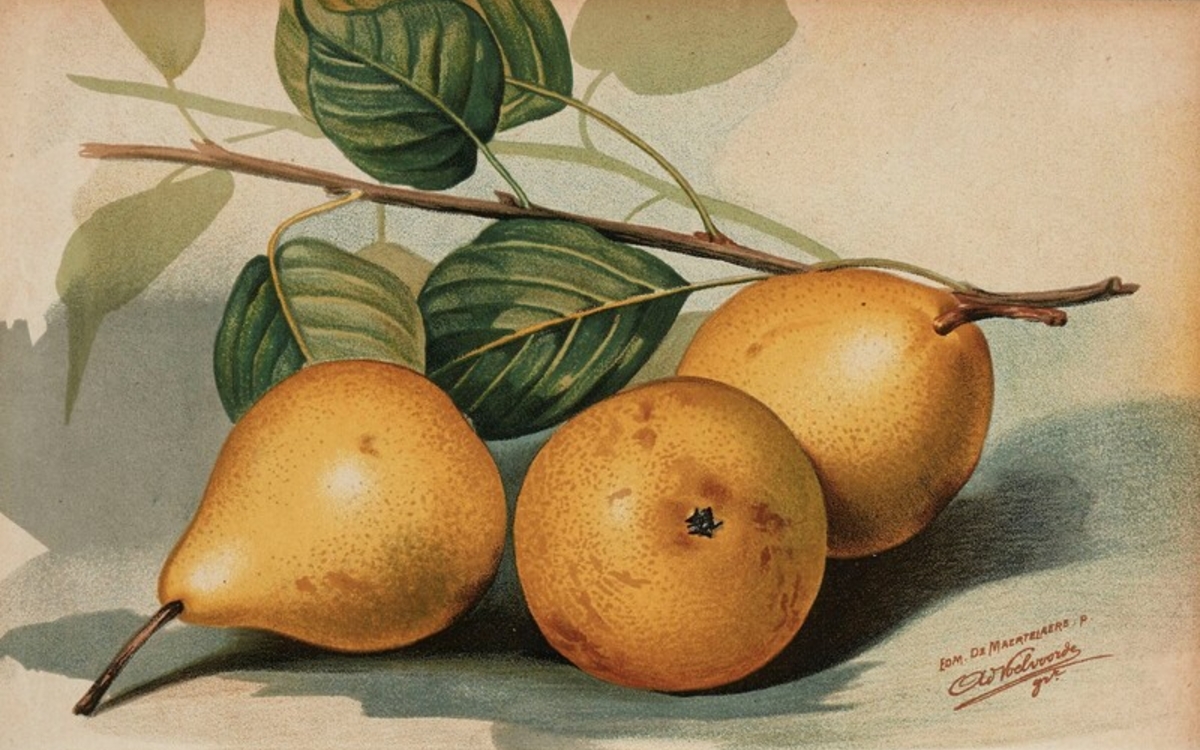 Une dictée gourmande aux saveurs du Jardin des plantes Bibliothèque Buffon Paris