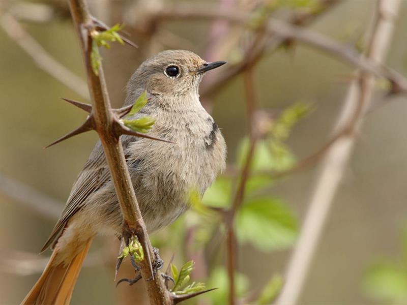 Rendez-vous nature Les chants d'oiseaux