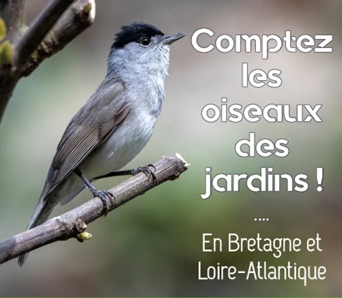 Comptez les oiseaux des jardins