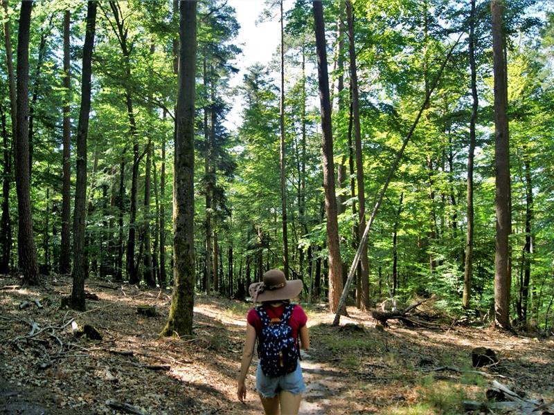 Sentier botanique et poétique du Seelberg Ingwiller Grand Est