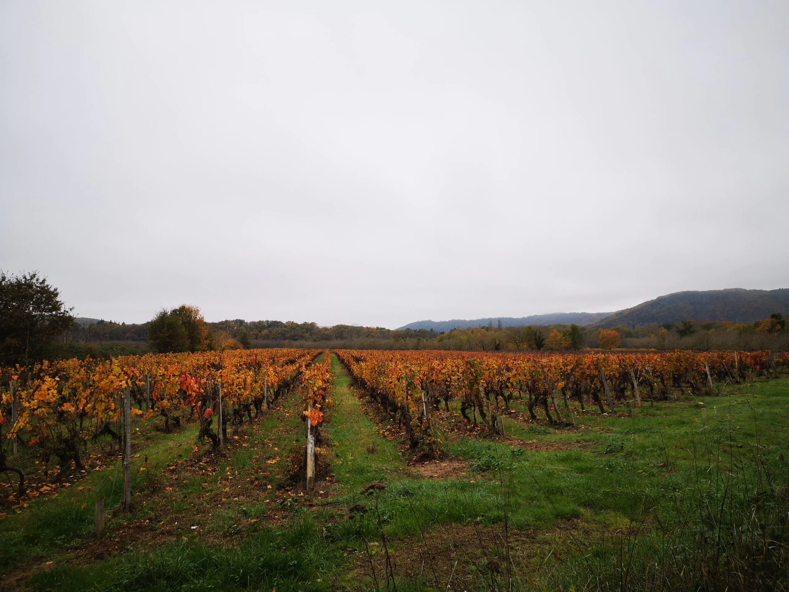 Circuit des vignes et des vergers Caillac Occitanie