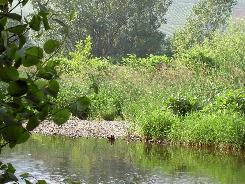 Circuit biotope de la Thur Cernay Grand Est