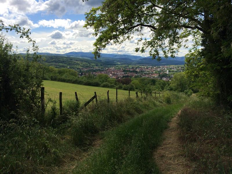 Circuit de la Sommerau Marche nordique Sommerau Grand Est