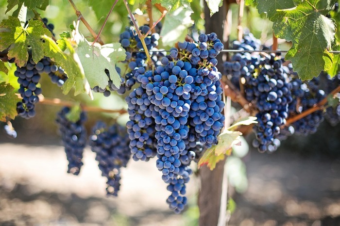 4ème Festival des Vins des Coteaux du Giennois Bords de loire Gien