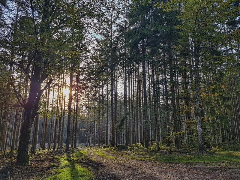 Circuit de la cascade de la crache croix brignon Raon-sur-Plaine Grand Est