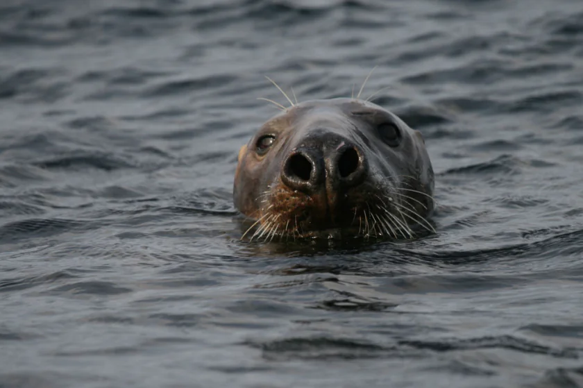 Animaux marins