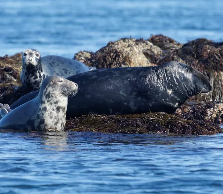 Animaux marins