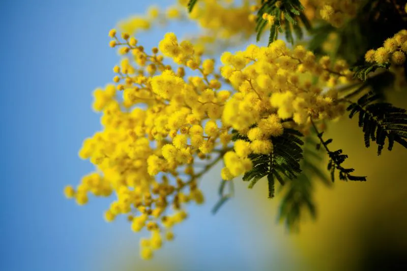 Fête du Mimosa