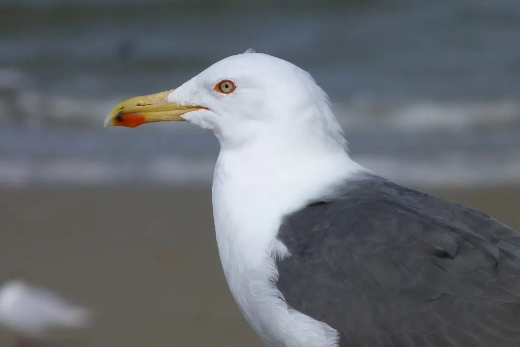 Visite guidée Reconnaissance des mouettes et goélands en front de mer