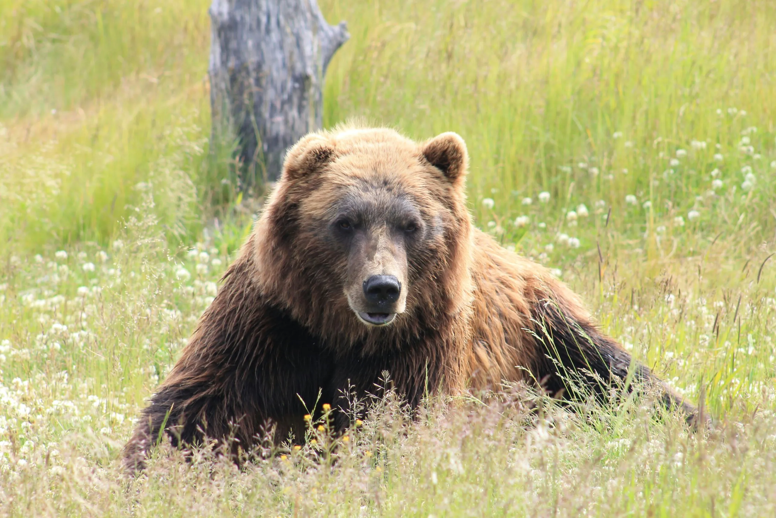 RENCONTRE AVEC L'OURS