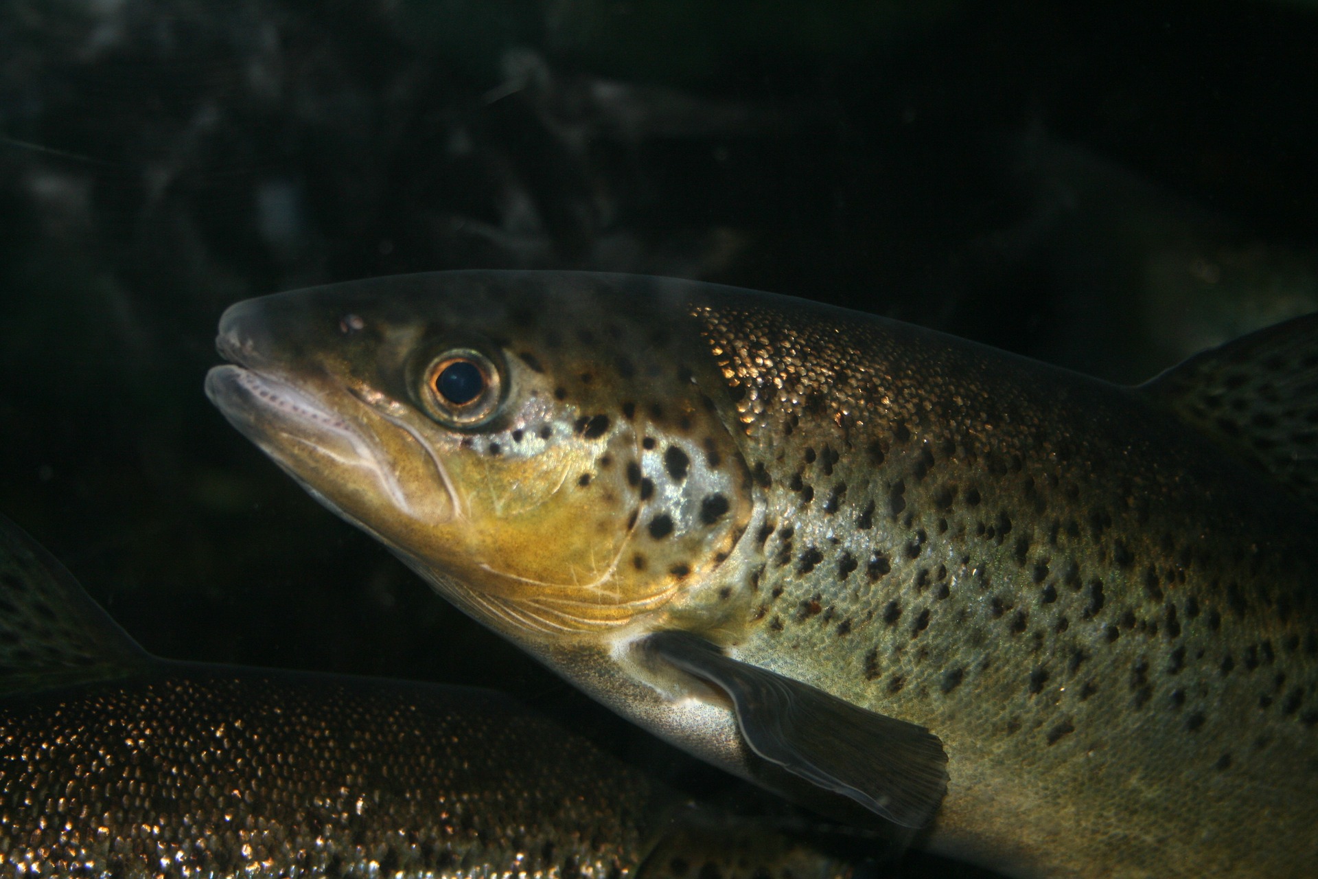 Ouverture de la pêche et lâcher de truites