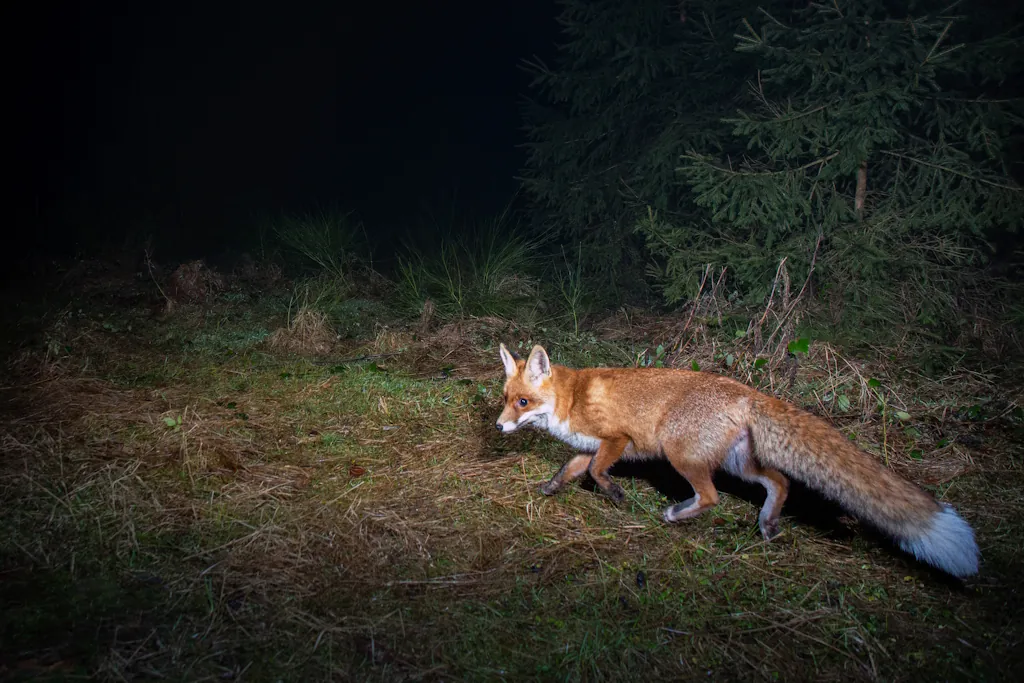 La nuit de la faune sauvage