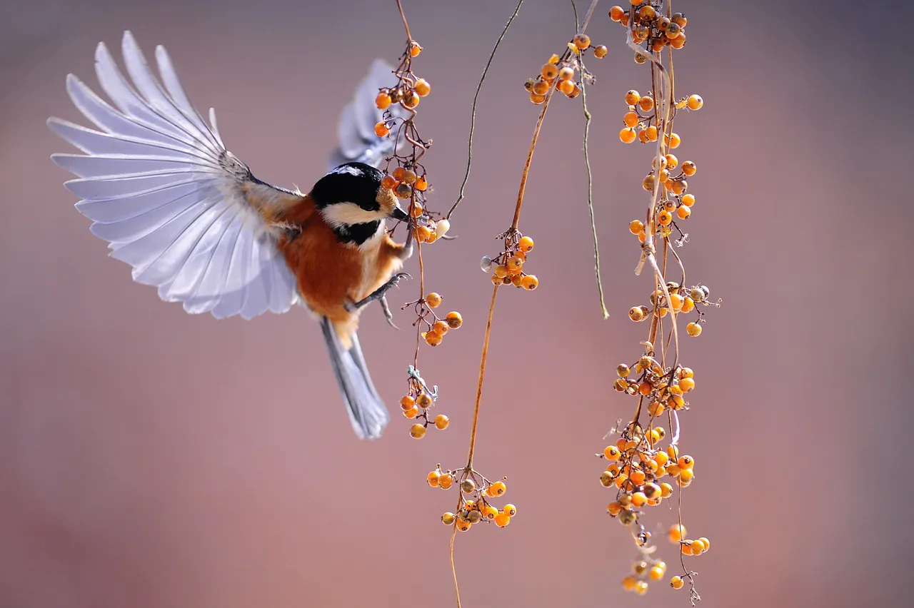 Spectacle Le jardin aux oiseaux