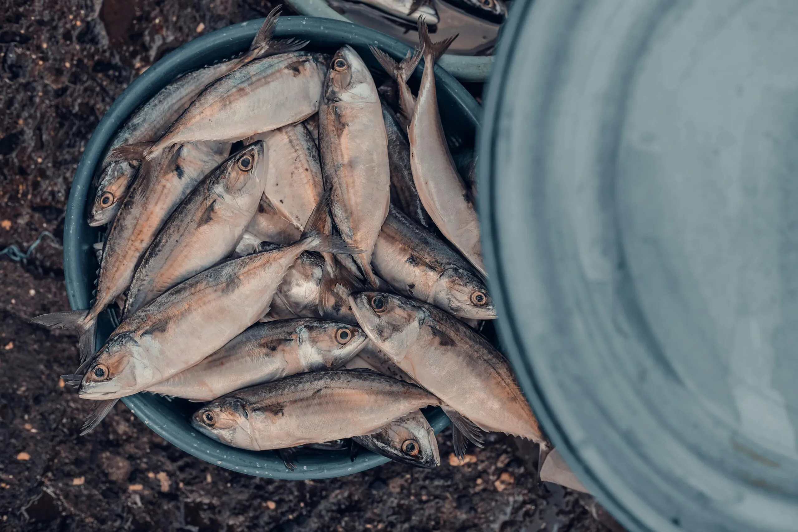 Concours de pêche