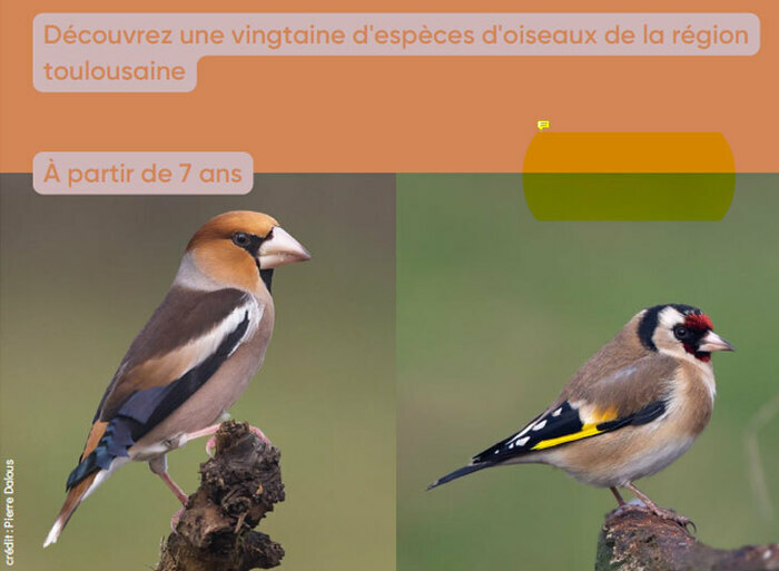 À la découverte des Oiseaux du coin Bibliothèque Bonnefoy Toulouse