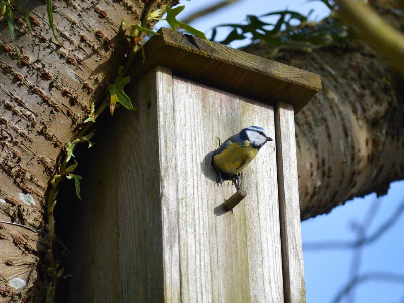 Construction d'un nichoir à Terres d'Oiseaux