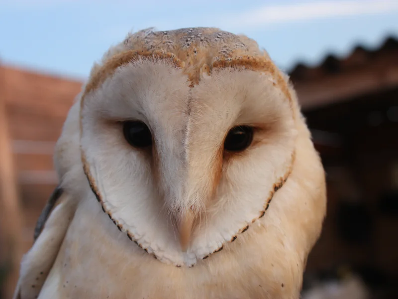 Nocturnes Chouette et Compagnie à Terres d'Oiseaux