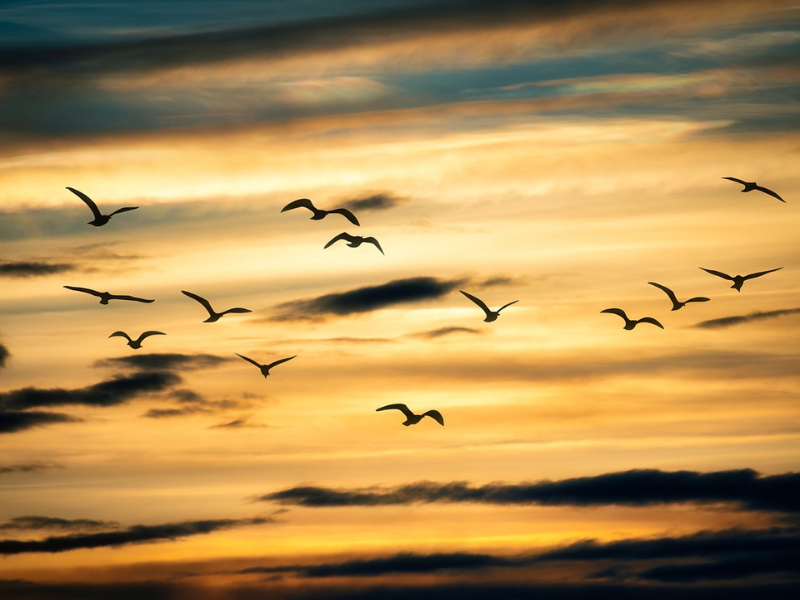 Sortie crépusculaire à Terres d'Oiseaux