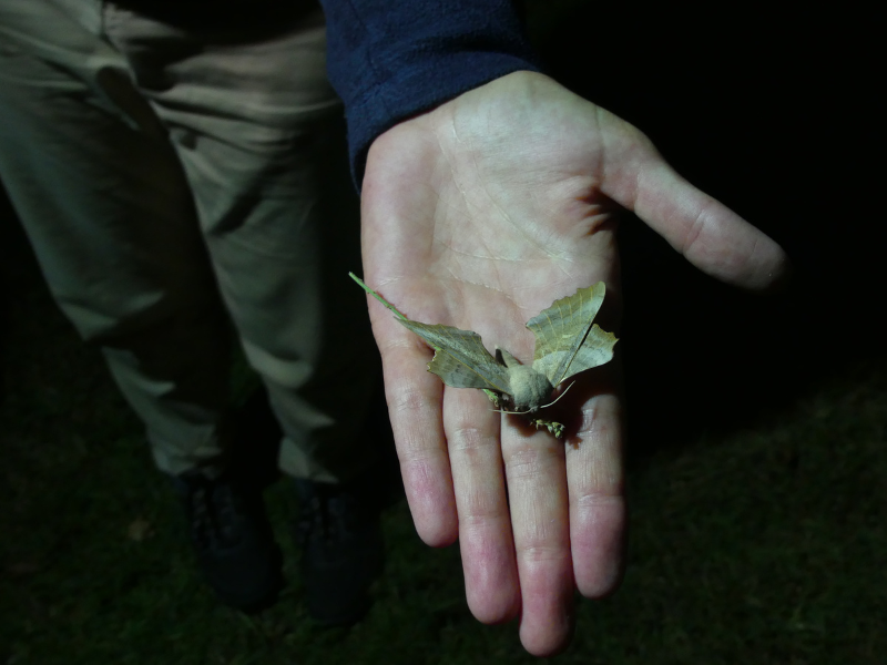 Nocturne Papillons à Terres d'Oiseaux