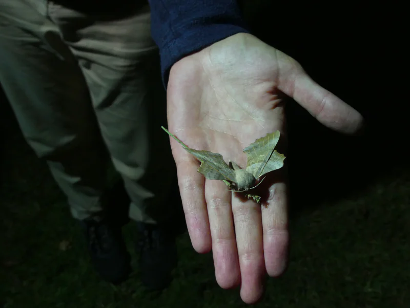 Nocturne Papillons à Terres d'Oiseaux