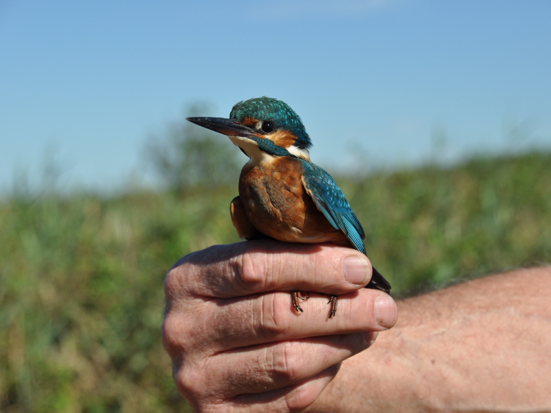 "Une bague à la patte" à Terres d'Oiseaux