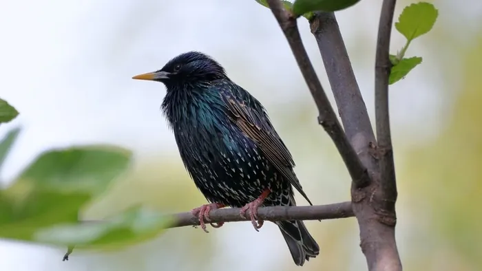 Stage d’initiation à la reconnaissance des chants des oiseaux Camping de Nantes