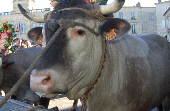 Fête des Boeufs Gras de Captieux