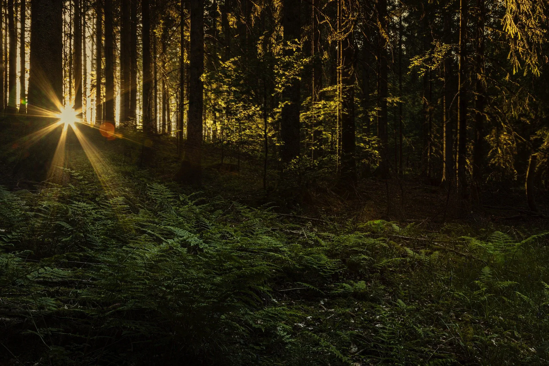 CONFÉRENCE LA FORÊT DE MAUBOUSSIN