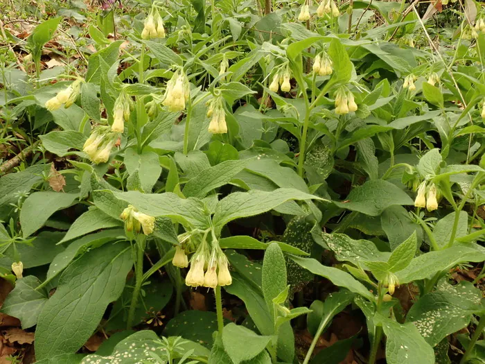 Sortie botanique au bois de Savignol Castanet-Tolosan Castanet-Tolosan