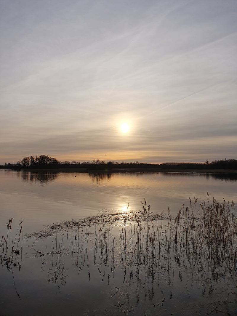 Les oiseaux en hiver