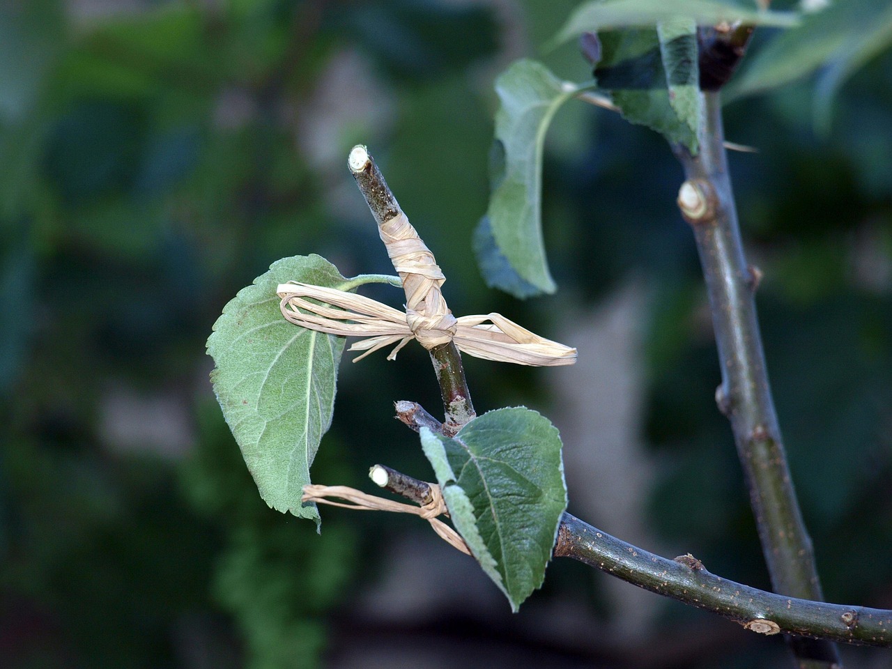 Atelier-goûter "Apprendre à greffer !" au Jardin Bourian