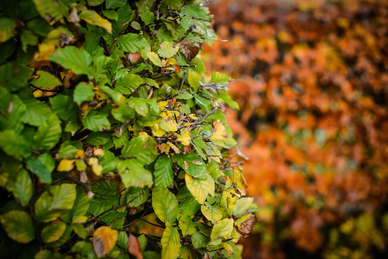 Stage "entretien d'une haie" au Jardin Bourian