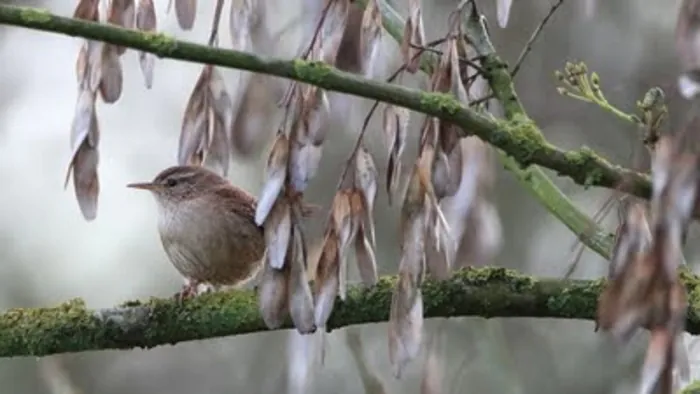 Stage d’initiation à la reconnaissance des chants des oiseaux communs Écopôle