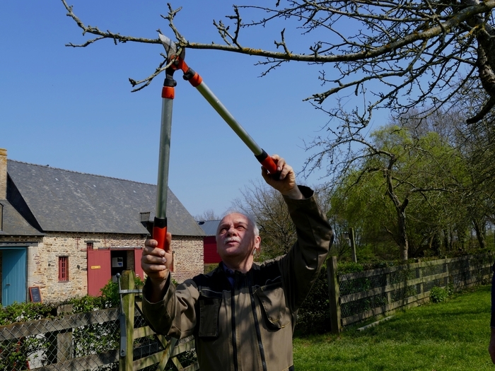 Entretien du verger écomusée de la Bintinais Noyal-Châtillon-sur-Seiche