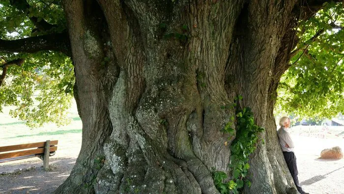 Projection - conférence "La puissance des arbres" Espace Vie Locale Saint-Aignan-Grandlieu