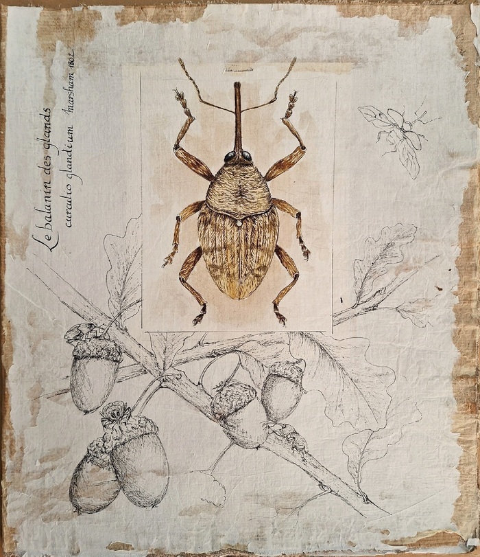 Fête de la Science : Insectes et Loire Musée de la Tour du Moulin Marcigny