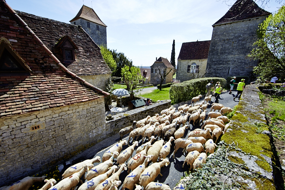 Transhumance Rocamadour Luzech 2024: arrivée à Gigouzac