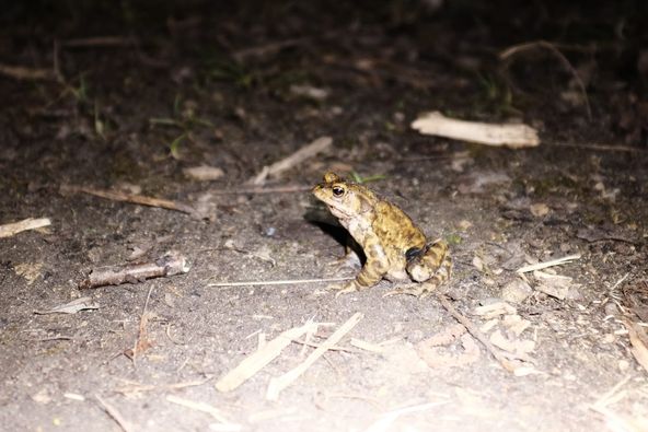 Sorties nocturnes à la découverte des amphibiens à Gouvieux