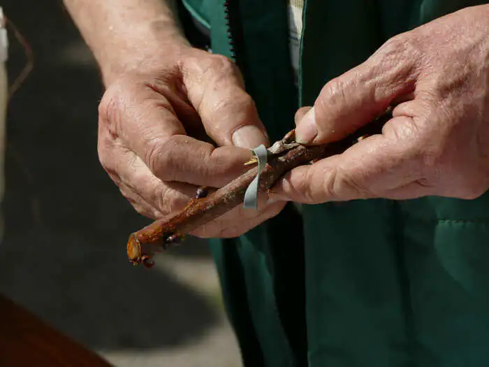 Greffage écomusée de la Bintinais Noyal-Châtillon-sur-Seiche