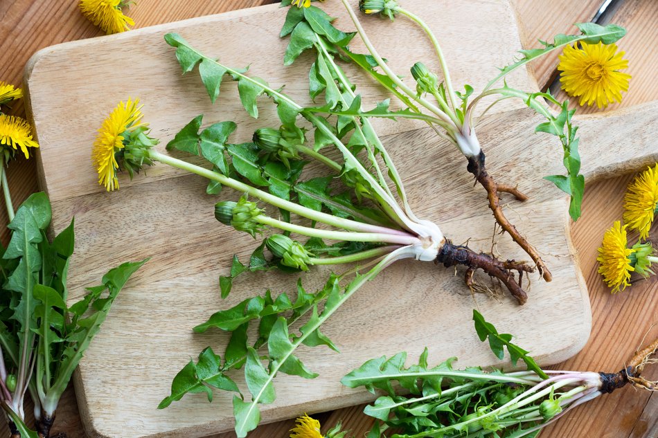 ATELIER "RECONNAITRE & UTILISER LES PLANTES"