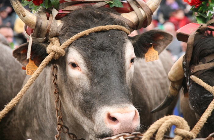 Fête des Boeufs Gras de Grignols