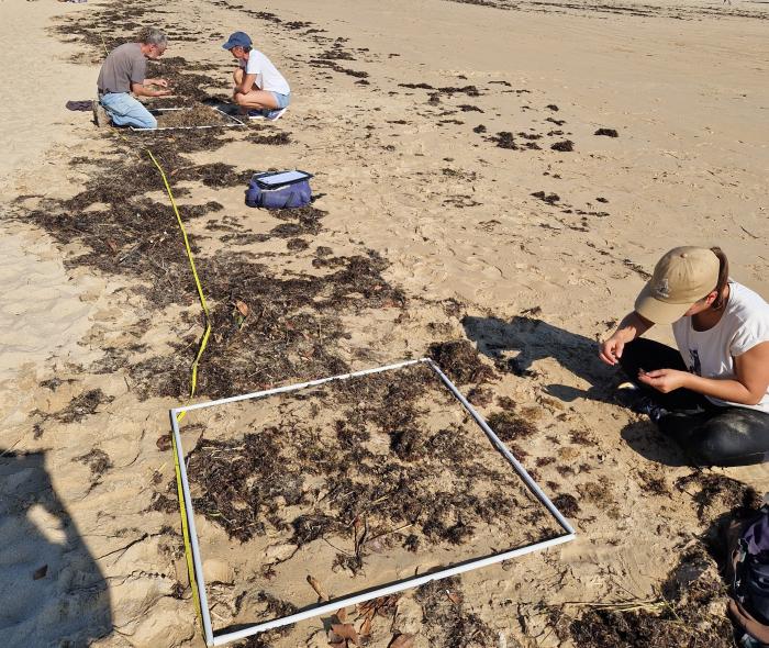 Observateurs du Littoral découvrez les enjeux des plages vivantes