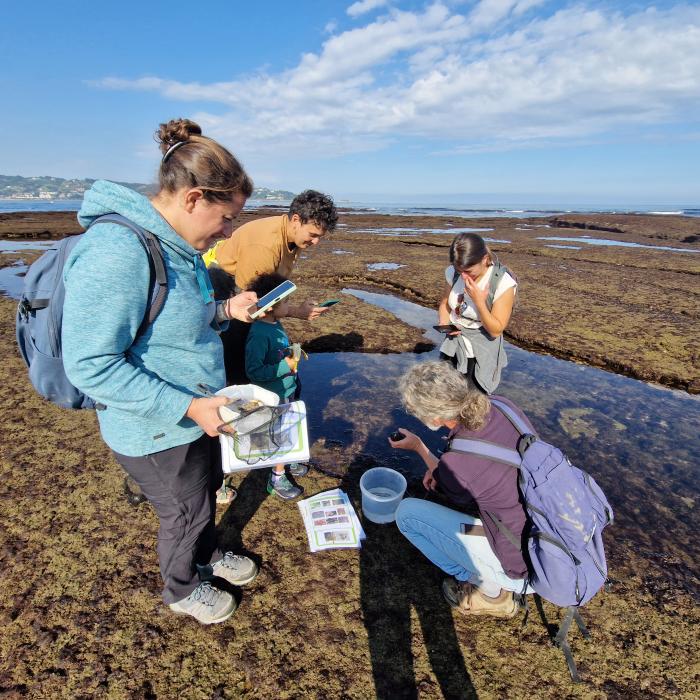 Observateurs du Littoral découvrez la richesse de la biodiversité de l’estran rocheux.