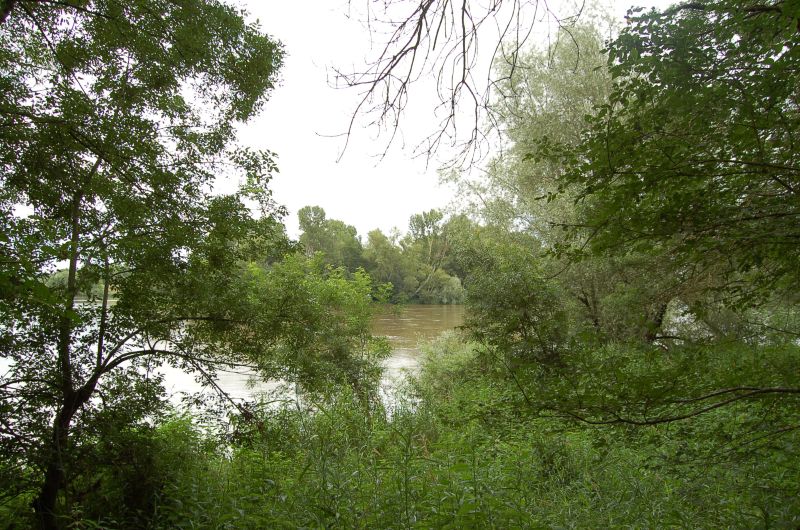 Balade dans la foret alluviale de Bois Chétif