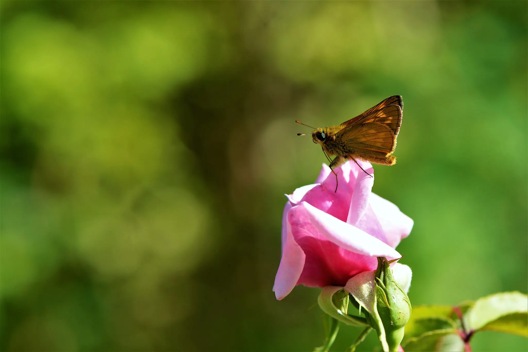 Concours photos "Rosa & Cornus"