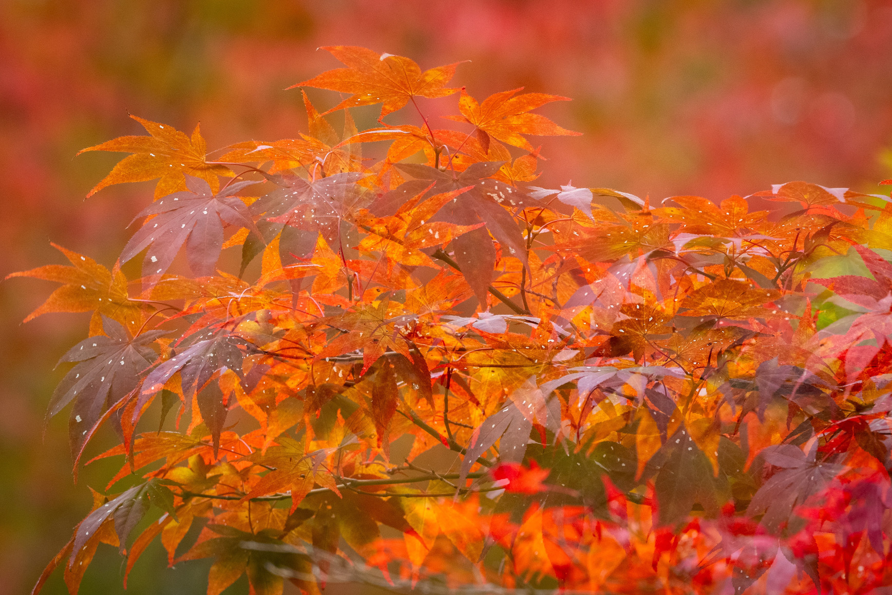 Concours photos "Automne"