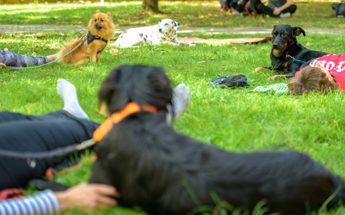 Initiation au Doga Maison de l'animal Paris