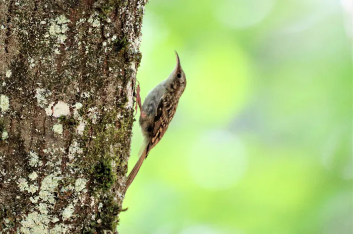 Balade ornithologique : les chants des oiseaux du Jardin des plantes Jardin des Plantes