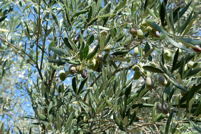 Initiation à la taille des oliviers Jardins ethnobotaniques de La Gardie Rousson